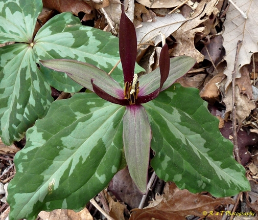 {Trillium freemanii}